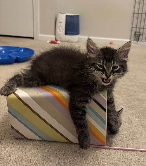 Mr. Pibb, Baby Domestic Long Hair / Tabby / Mixed (long coat), cat for adoption in Lancaster, Ohio