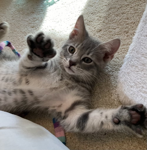 Tab, Baby Domestic Short Hair / Tabby / Mixed (short coat), cat for adoption in Lancaster, Ohio