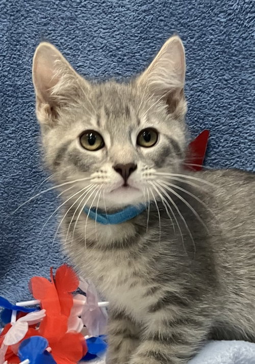 TAB - Domestic Short Hair / Tabby available for adoption
