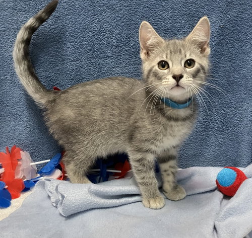 TAB - Domestic Short Hair / Tabby available for adoption
