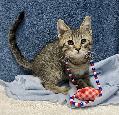 DR. PEPPER - Domestic Short Hair / Tabby available for adoption