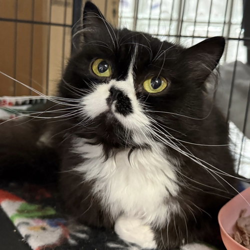 Zora - Bonded with Cyrus, Adult Persian / Mixed (long coat), cat for adoption in Lancaster, Ohio