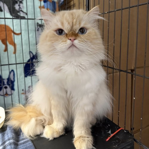 Cyrus - Bonded with Zora, Adult Persian / Himalayan / Mixed (long coat), cat for adoption in Lancaster, Ohio