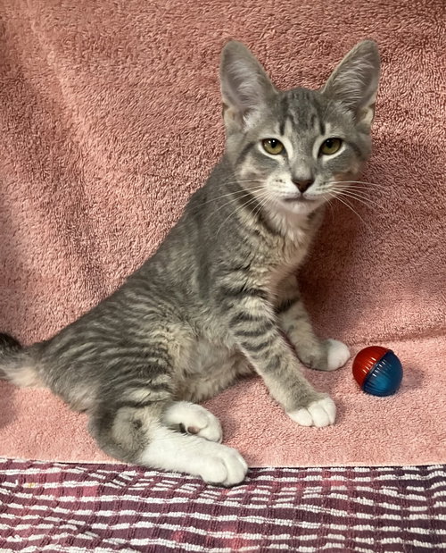 APPLE - Domestic Short Hair / Tabby available for adoption