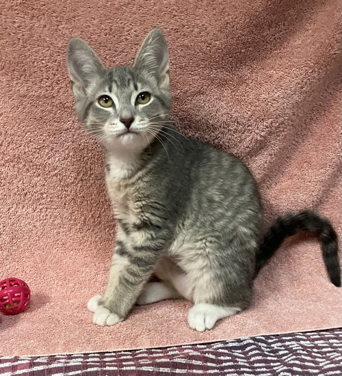 APPLE - Domestic Short Hair / Tabby available for adoption