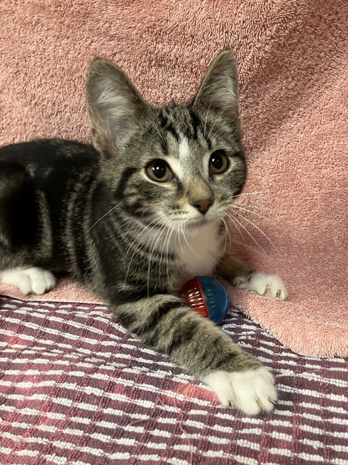 Pear, an adoptable Domestic Short Hair in Dublin, OH