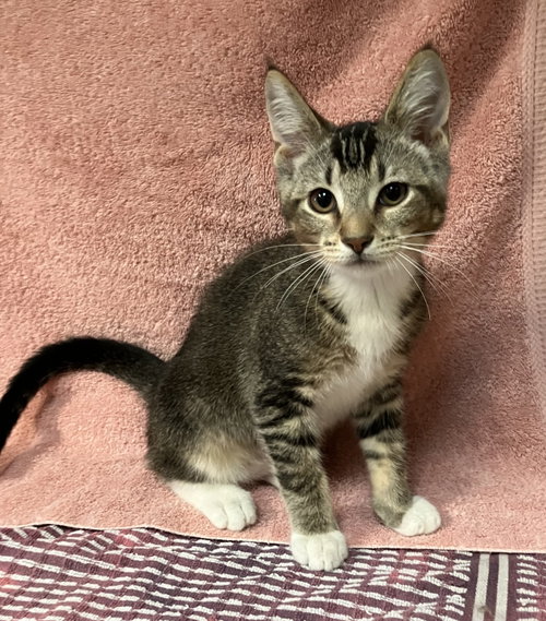 APRICOT - Domestic Short Hair / Tabby available for adoption