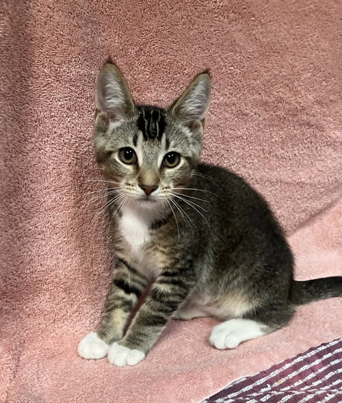 APRICOT - Domestic Short Hair / Tabby available for adoption