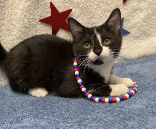 JUNCO - Domestic Short Hair for adoption in Columbus
