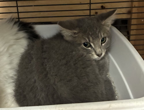 SORBET - Domestic Short Hair available for adoption