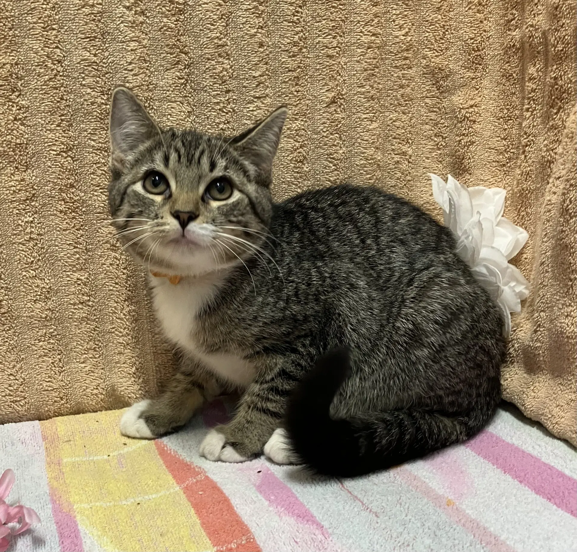 Mozzarella Sticks - Domestic Short Hair