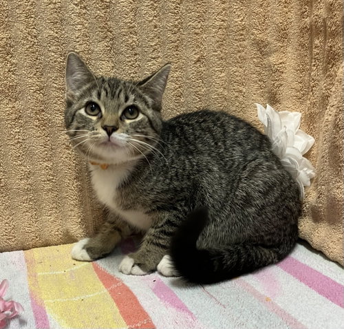 MOZZARELLA STICKS - Domestic Short Hair / Tabby available for adoption