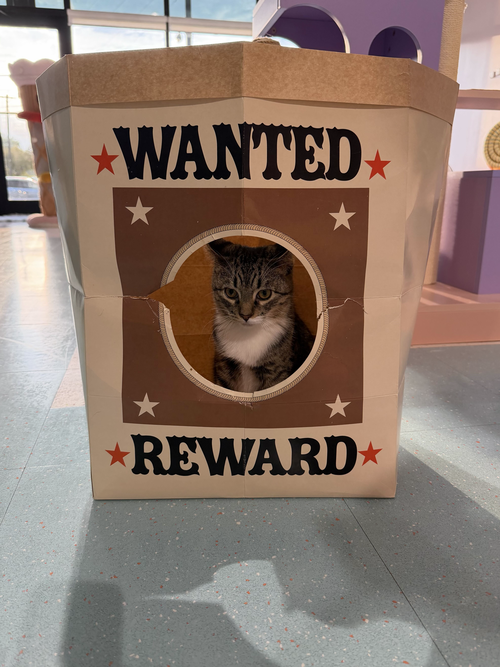 Mozzarella Sticks - KBC, a cat for adoption from Colony Cats (& dogs)