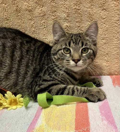 GARLIC BREAD - Domestic Short Hair / Tabby available for adoption