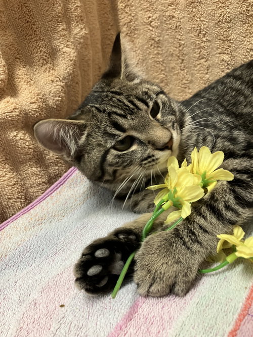 GARLIC BREAD - Domestic Short Hair / Tabby available for adoption
