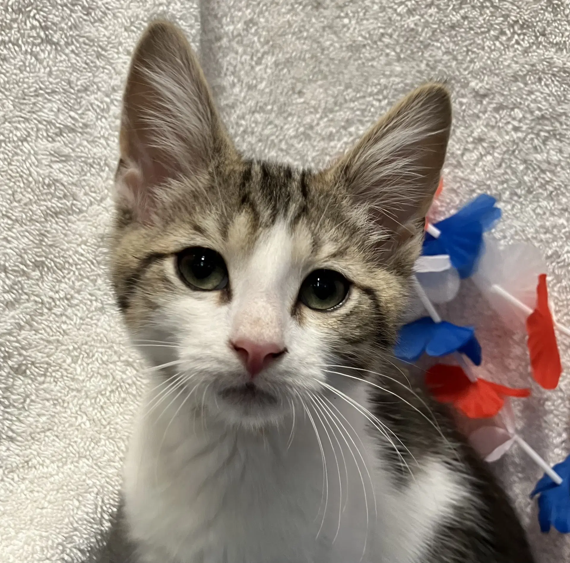 Hawthorne - Domestic Short Hair