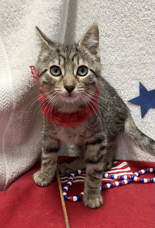 CALL - Domestic Short Hair available for adoption