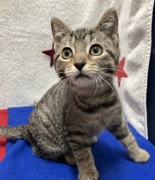 CLARA - Domestic Short Hair / Tabby available for adoption