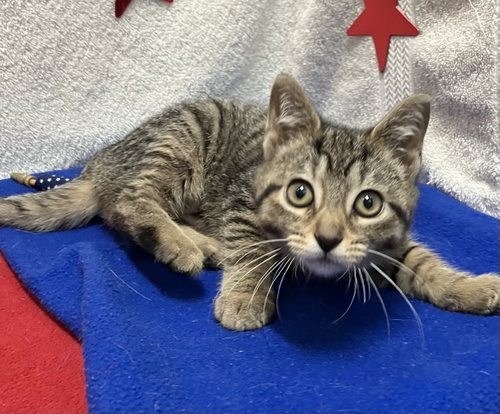 CLARA - Domestic Short Hair / Tabby available for adoption