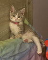Primrose - Photo 6