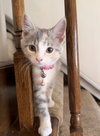 Primrose - Photo 7