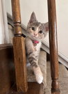 Primrose - Photo 8