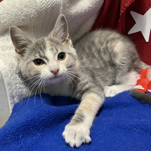 PRIMROSE - Dilute Calico / Domestic Short Hair available for adoption