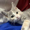Primrose - Photo 4