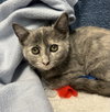 Gracie - Photo 1