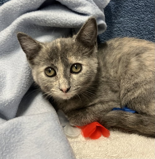 GRACIE - Domestic Short Hair available for adoption