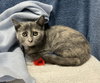 Gracie - Photo 4