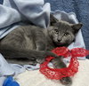 Grayson - Photo 1