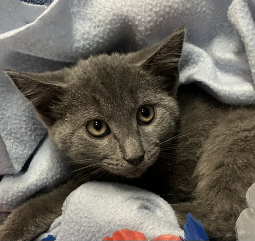 GRAYSON - Domestic Short Hair available for adoption