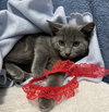 Grayson - Photo 4