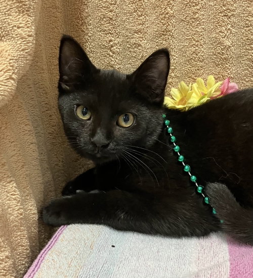PEPPERONI ROLL - Domestic Short Hair available for adoption