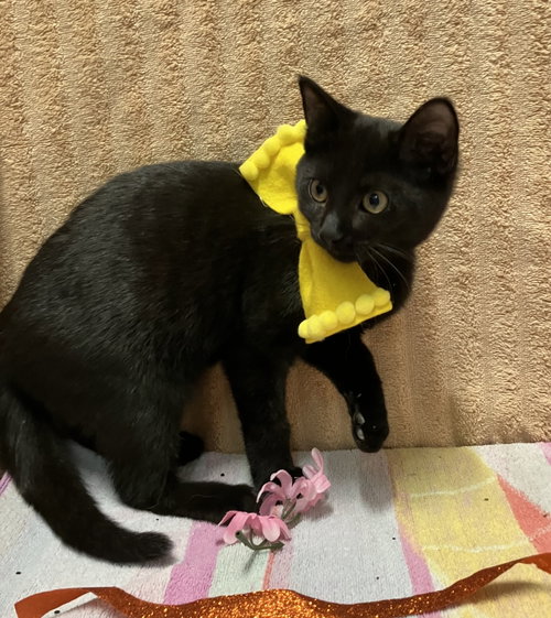 PEPPERONI ROLL - Domestic Short Hair available for adoption