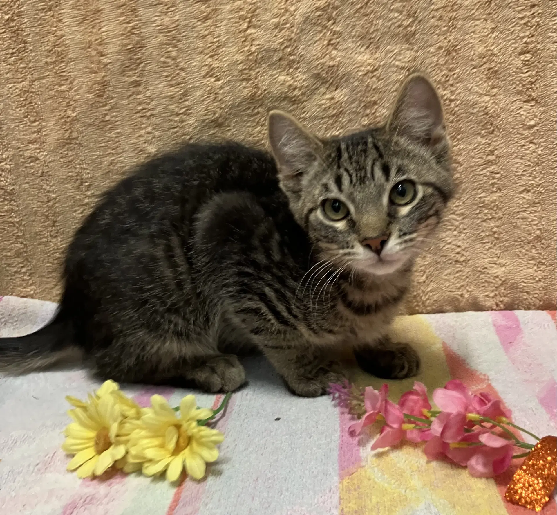 Stuffed Potatoes - Kbc - Domestic Short Hair