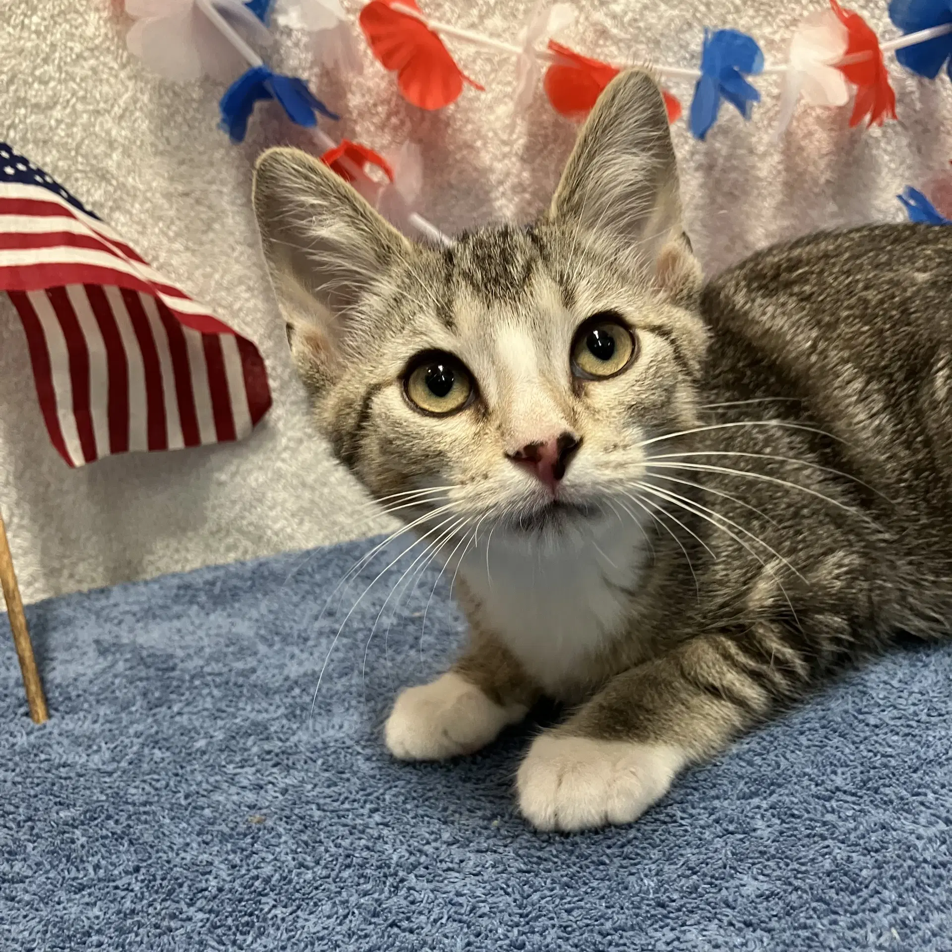Ash - Domestic Short Hair