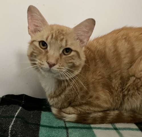 PABLO - Domestic Short Hair available for adoption