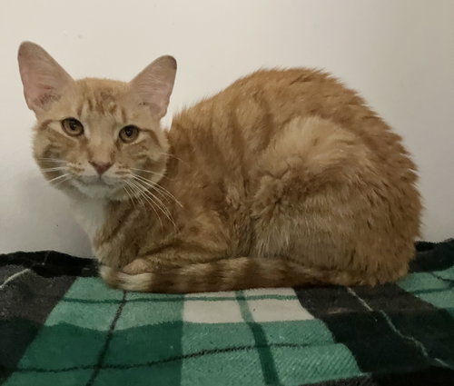 PABLO - Domestic Short Hair available for adoption