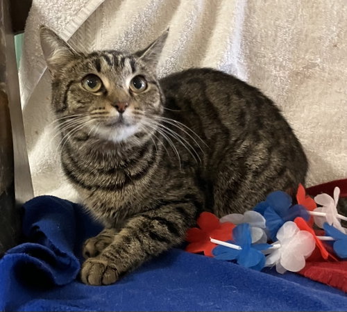 POIROT - Tabby / Domestic Short Hair available for adoption
