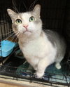 Lily (bonded to Sofi) - Photo 4