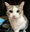 Lily (bonded to Sofi) - Photo 6