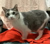 Lily (bonded to Sofi) - Photo 3