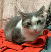 Lily (bonded to Sofi) - Photo 5