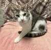 Lily (bonded to Sofi) - Photo 2