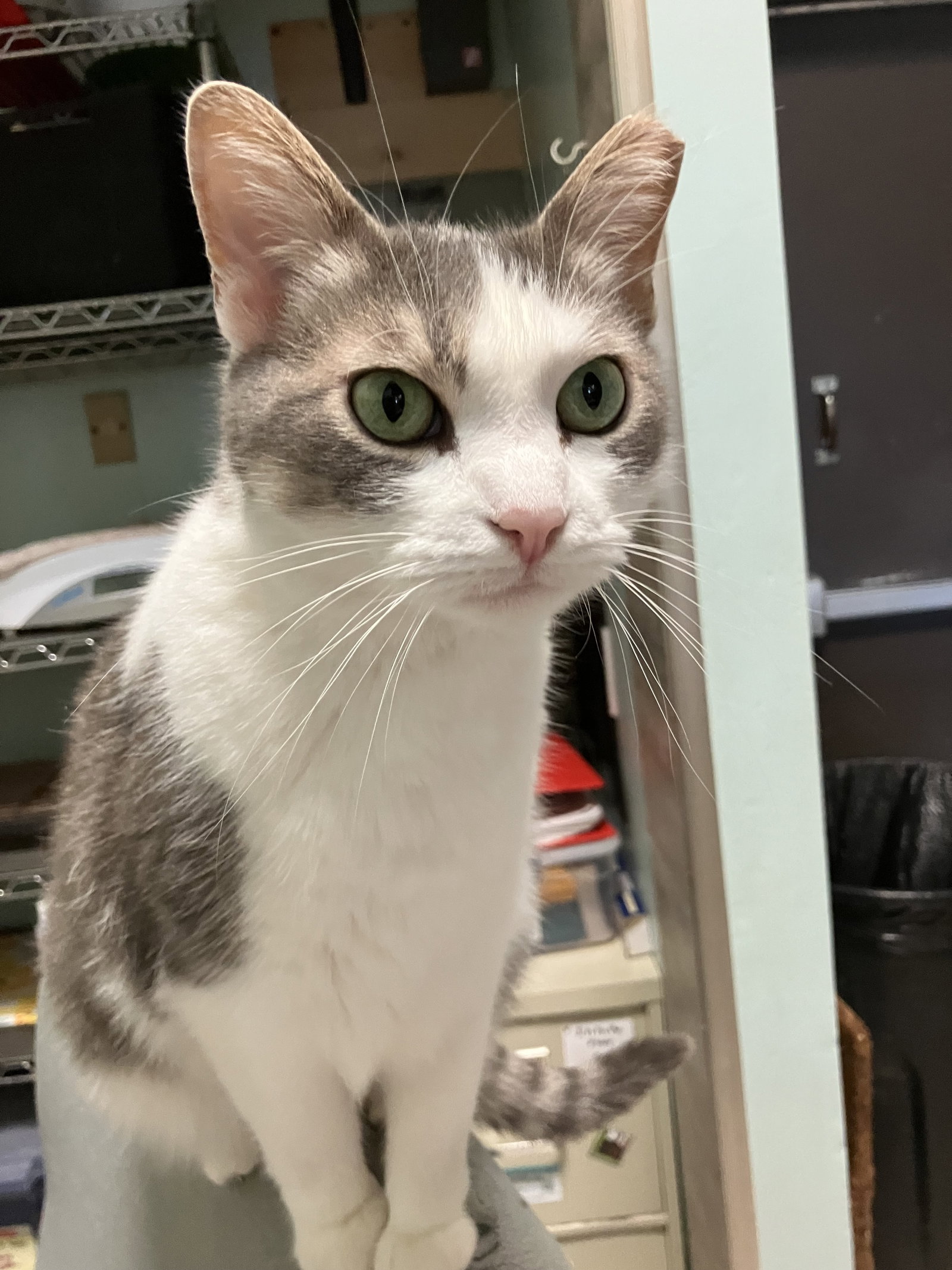 Lily (bonded to Sofi) Image