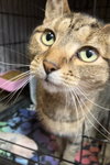 Sofi (bonded to Lily) - Photo 3