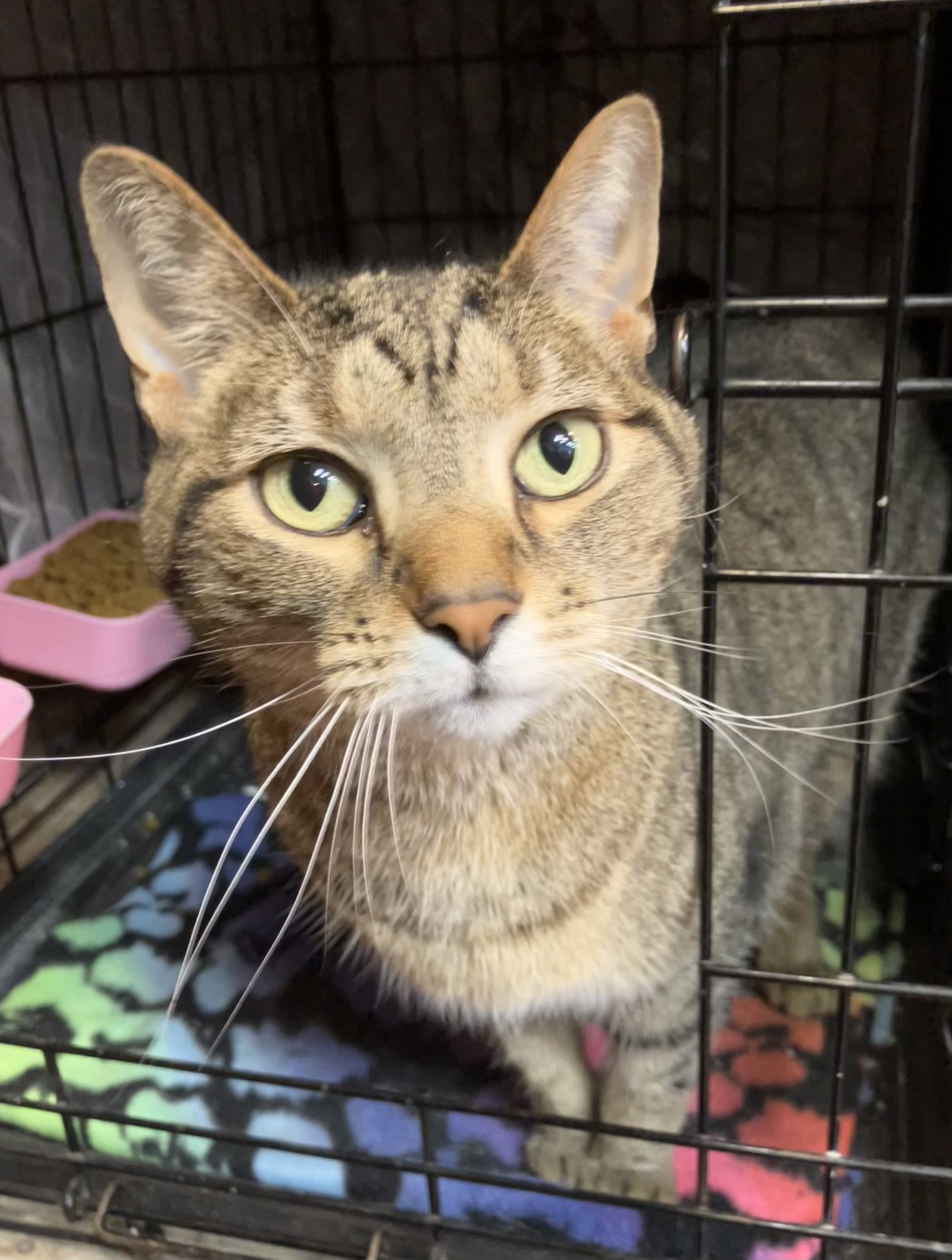 Sofi (bonded to Lily) Image