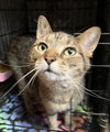 Sofi (bonded to Lily) - Photo 5